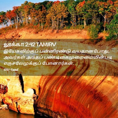 Picture 02 - லூக்கா 2:42 TAMIRV - இயேசுவிற்குப் - Bible Verse Picture