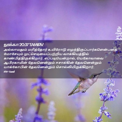 Picture 02 - லூக்கா 20:37 TAMIRV - அல்லாமலும் - Bible Verse Picture