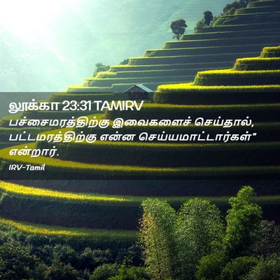Picture 02 - லூக்கா 23:31 TAMIRV - பச்சைமரத்திற்கு - Bible Verse Picture