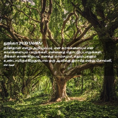 Picture 02 - லூக்கா 24:39 TAMIRV - நான்தான் என்று - Bible Verse Picture