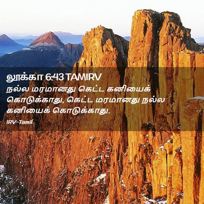 Picture 02 - லூக்கா 6:43 TAMIRV - நல்ல மரமானது - Bible Verse Picture