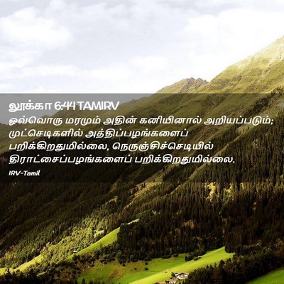 Picture 02 - லூக்கா 6:44 TAMIRV - ஒவ்வொரு மரமும் - Bible Verse Picture