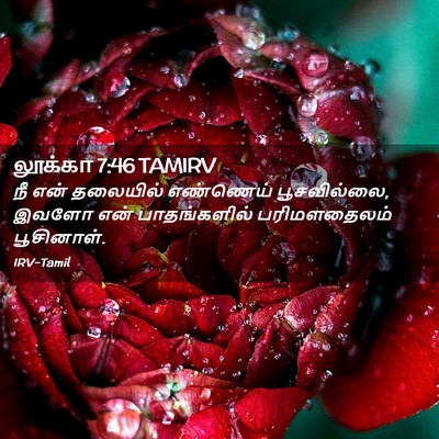 Picture 02 - லூக்கா 7:46 TAMIRV - நீ என் தலையில் - Bible Verse Picture