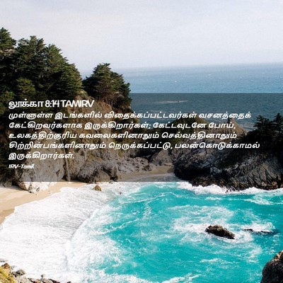Picture 02 - லூக்கா 8:14 TAMIRV - முள்ளுள்ள - Bible Verse Picture
