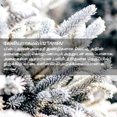 Picture 02 - லேவியராகமம் 1:12 TAMIRV - பின்பு அவன் அதைத் - Bible Verse Picture