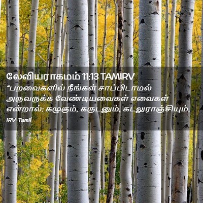 Picture 02 - லேவியராகமம் 11:13 TAMIRV - “பறவைகளில் - Bible Verse Picture