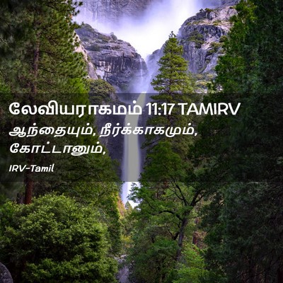 Picture 02 - லேவியராகமம் 11:17 TAMIRV - ஆந்தையும், - Bible Verse Picture