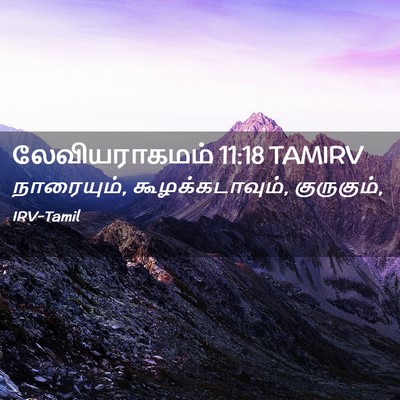 Picture 02 - லேவியராகமம் 11:18 TAMIRV - நாரையும், - Bible Verse Picture