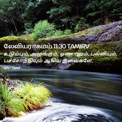 Picture 02 - லேவியராகமம் 11:30 TAMIRV - உடும்பும், - Bible Verse Picture