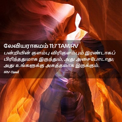 Picture 02 - லேவியராகமம் 11:7 TAMIRV - பன்றியின் குளம்பு - Bible Verse Picture