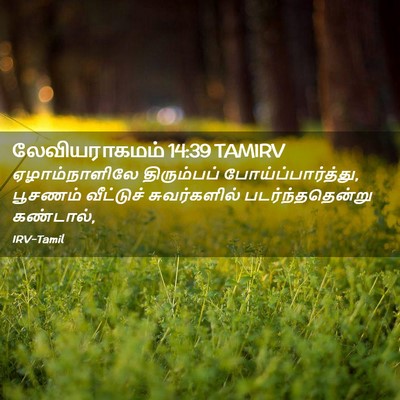 Picture 02 - லேவியராகமம் 14:39 TAMIRV - ஏழாம்நாளிலே - Bible Verse Picture