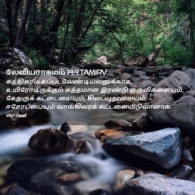 Picture 02 - லேவியராகமம் 14:4 TAMIRV -  - Bible Verse Picture