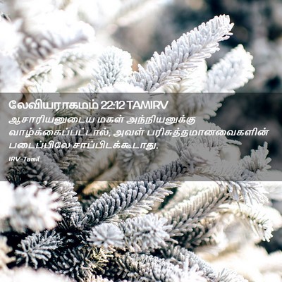 Picture 02 - லேவியராகமம் 22:12 TAMIRV - ஆசாரியனுடைய மகள் - Bible Verse Picture