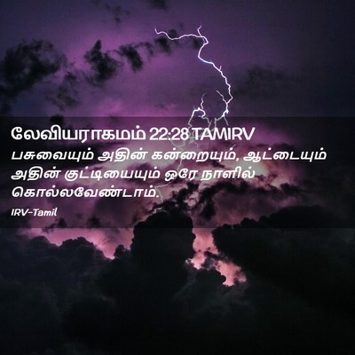 Picture 02 - லேவியராகமம் 22:28 TAMIRV - பசுவையும் அதின் - Bible Verse Picture