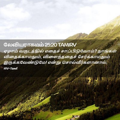 Picture 02 - லேவியராகமம் 25:20 TAMIRV - ஏழாம் வருடத்தில் - Bible Verse Picture