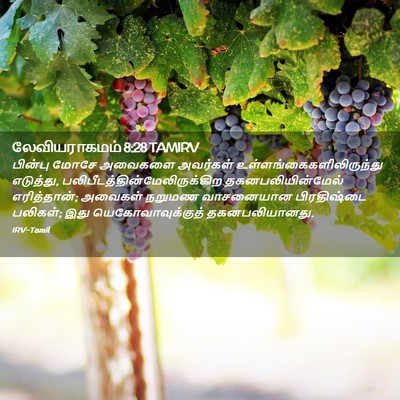 Picture 02 - லேவியராகமம் 8:28 TAMIRV - பின்பு மோசே - Bible Verse Picture