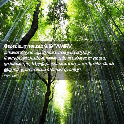 Picture 02 - லேவியராகமம் 9:19 TAMIRV - காளையிலும் - Bible Verse Picture