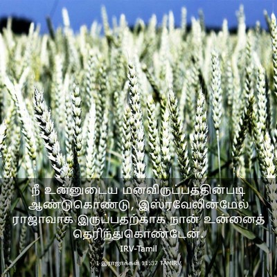 Picture 03 - 1 இராஜாக்கள் 11:37 TAMIRV - நீ உன்னுடைய - Bible Verse Picture