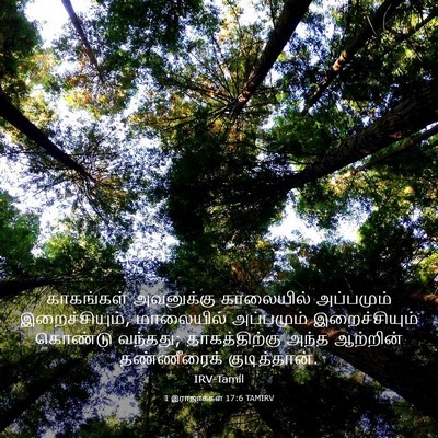 Picture 03 - 1 இராஜாக்கள் 17:6 TAMIRV - காகங்கள் அவனுக்கு - Bible Verse Picture