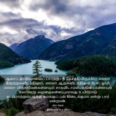 Picture 03 - 1 இராஜாக்கள் 18:5 TAMIRV - ஆகாப் ஒபதியாவைப் - Bible Verse Picture