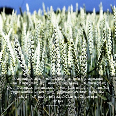 Picture 03 - 1 இராஜாக்கள் 20:20 TAMIRV - அவர்கள் அவரவர் - Bible Verse Picture