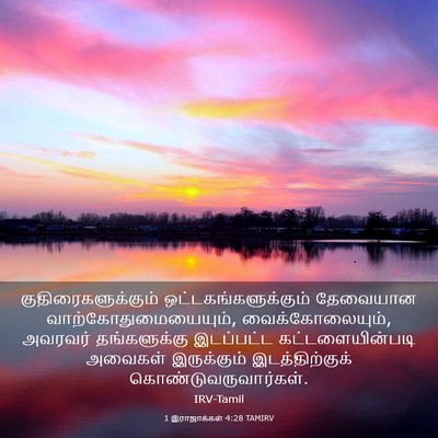 Picture 03 - 1 இராஜாக்கள் 4:28 TAMIRV - குதிரைகளுக்கும் - Bible Verse Picture