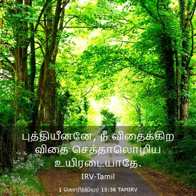 Picture 03 - 1 கொரிந்தியர் 15:36 TAMIRV - புத்தியீனனே, நீ - Bible Verse Picture