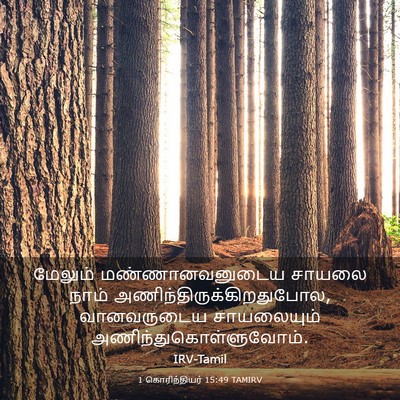 Picture 03 - 1 கொரிந்தியர் 15:49 TAMIRV - மேலும் - Bible Verse Picture