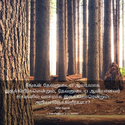 Picture 03 - 1 கொரிந்தியர் 3:16 TAMIRV - நீங்கள் தேவனுடைய - Bible Verse Picture