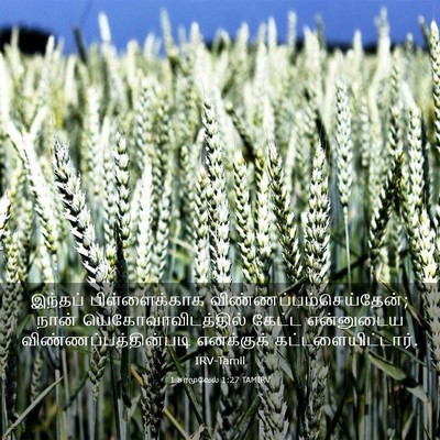 Picture 03 - 1 சாமுவேல் 1:27 TAMIRV - இந்தப் - Bible Verse Picture