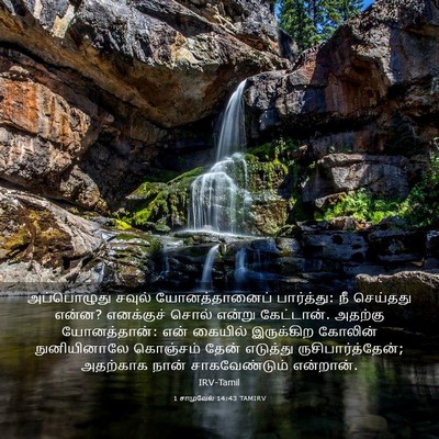 Picture 03 - 1 சாமுவேல் 14:43 TAMIRV - அப்பொழுது சவுல் - Bible Verse Picture