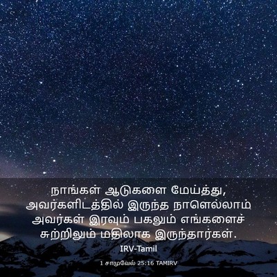 Picture 03 - 1 சாமுவேல் 25:16 TAMIRV - நாங்கள் ஆடுகளை - Bible Verse Picture
