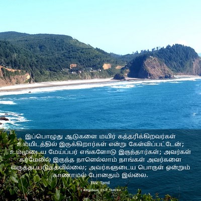 Picture 03 - 1 சாமுவேல் 25:7 TAMIRV - இப்பொழுது ஆடுகளை - Bible Verse Picture