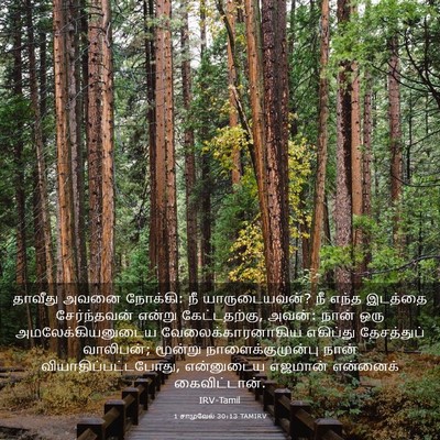 Picture 03 - 1 சாமுவேல் 30:13 TAMIRV - தாவீது அவனை - Bible Verse Picture