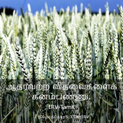 Picture 03 - 1 தீமோத்தேயு 5:3 TAMIRV - ஆதரவற்ற - Bible Verse Picture