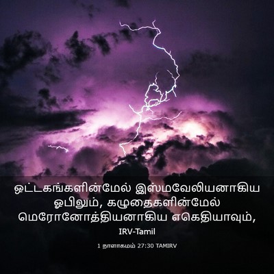 Picture 03 - 1 நாளாகமம் 27:30 TAMIRV - ஒட்டகங்களின்மேல் - Bible Verse Picture