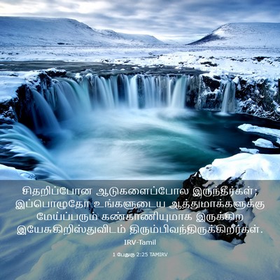 Picture 03 - 1 பேதுரு 2:25 TAMIRV - சிதறிப்போன - Bible Verse Picture