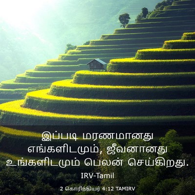 Picture 03 - 2 கொரிந்தியர் 4:12 TAMIRV - இப்படி மரணமானது - Bible Verse Picture