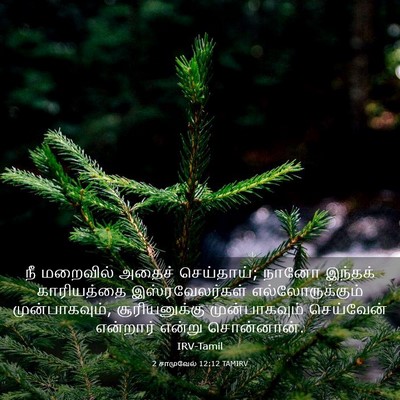 Picture 03 - 2 சாமுவேல் 12:12 TAMIRV - நீ மறைவில் அதைச் - Bible Verse Picture