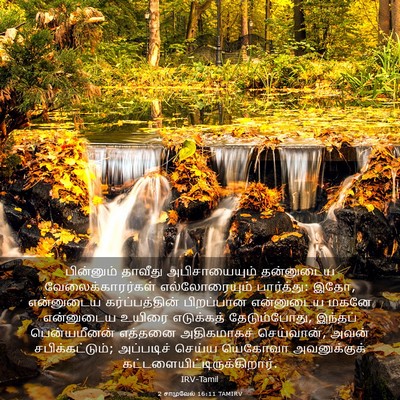 Picture 03 - 2 சாமுவேல் 16:11 TAMIRV - பின்னும் தாவீது - Bible Verse Picture