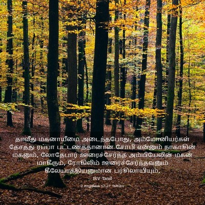 Picture 03 - 2 சாமுவேல் 17:27 TAMIRV - தாவீது மகனாயீமை - Bible Verse Picture