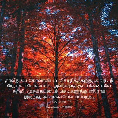 Picture 03 - 2 சாமுவேல் 5:23 TAMIRV - தாவீது - Bible Verse Picture