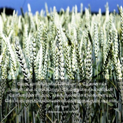 Picture 03 - 2 தீமோத்தேயு 3:16 TAMIRV - வேத - Bible Verse Picture