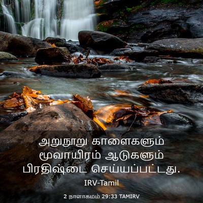 Picture 03 - 2 நாளாகமம் 29:33 TAMIRV - அறுநூறு காளைகளும் - Bible Verse Picture