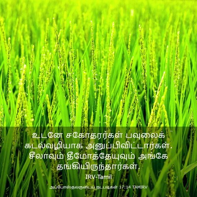 Picture 03 - அப்போஸ்தலருடைய நடபடிகள் 17:14 TAMIRV - உடனே சகோதரர்கள் - Bible Verse Picture