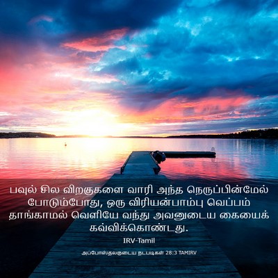 Picture 03 - அப்போஸ்தலருடைய நடபடிகள் 28:3 TAMIRV - பவுல் சில - Bible Verse Picture