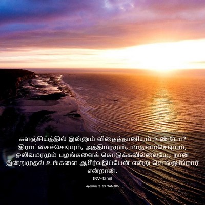 Picture 03 - ஆகாய் 2:19 TAMIRV - களஞ்சியத்தில் - Bible Verse Picture