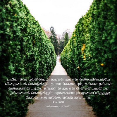 Picture 03 - ஆதியாகமம் 1:12 TAMIRV - பூமியானது - Bible Verse Picture