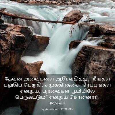 Picture 03 - ஆதியாகமம் 1:22 TAMIRV - தேவன் அவைகளை - Bible Verse Picture
