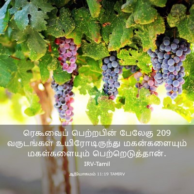 Picture 03 - ஆதியாகமம் 11:19 TAMIRV - ரெகூவைப் - Bible Verse Picture